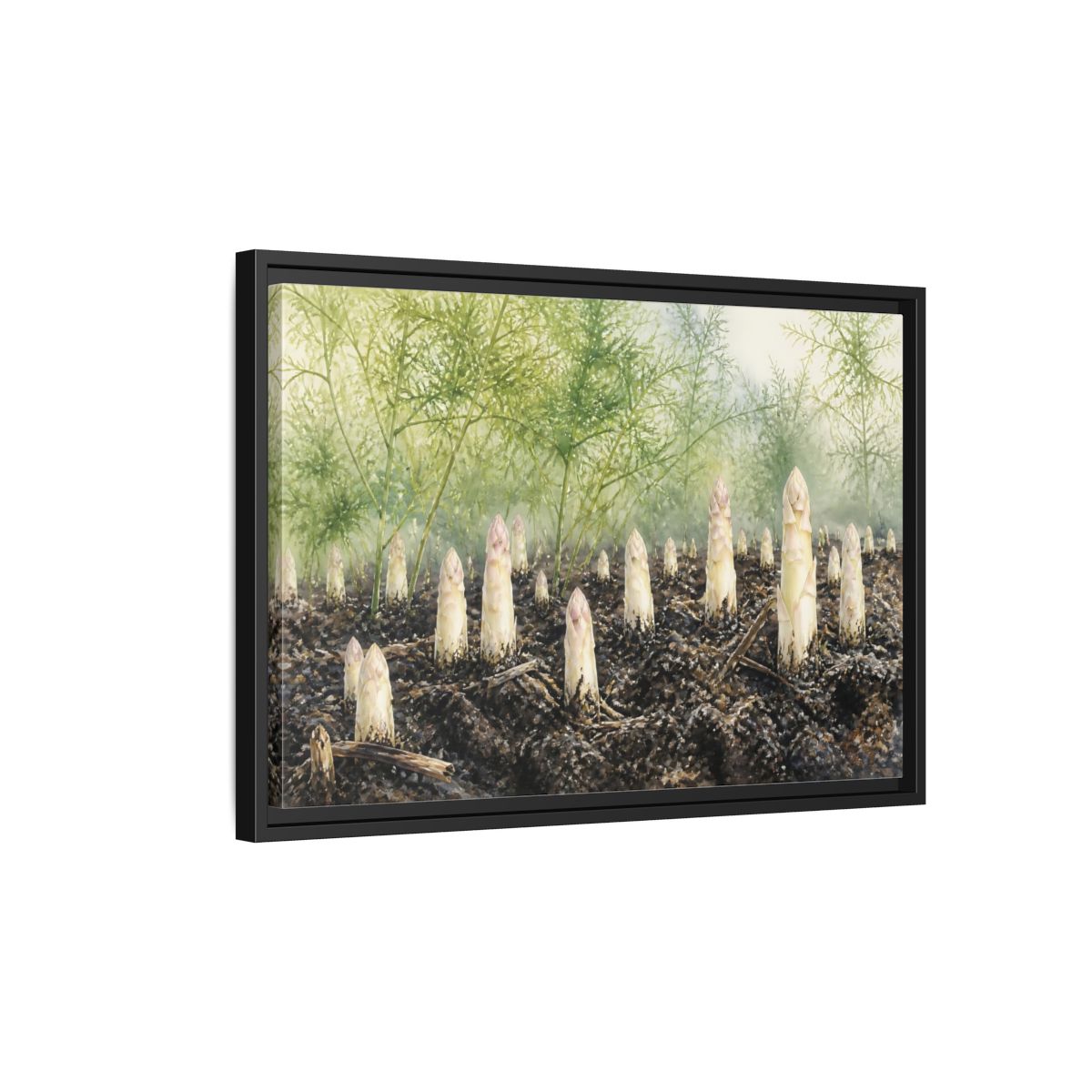 Side Mockup 3. Emerging White Asparagus shown as framed canvas print
