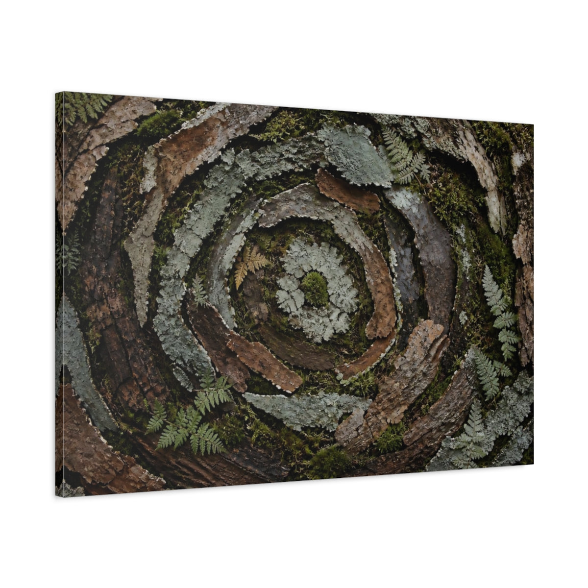 Main Mockup. Moss And Lichen Spiral shown as canvas print
