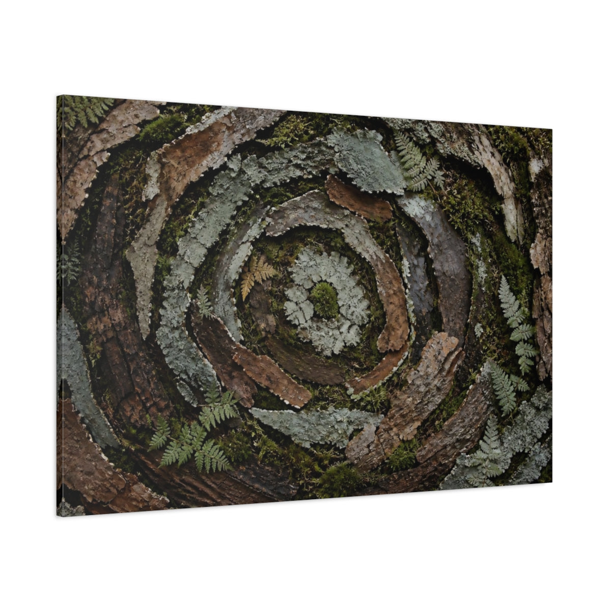 Side Mockup 1. Moss And Lichen Spiral shown as canvas print