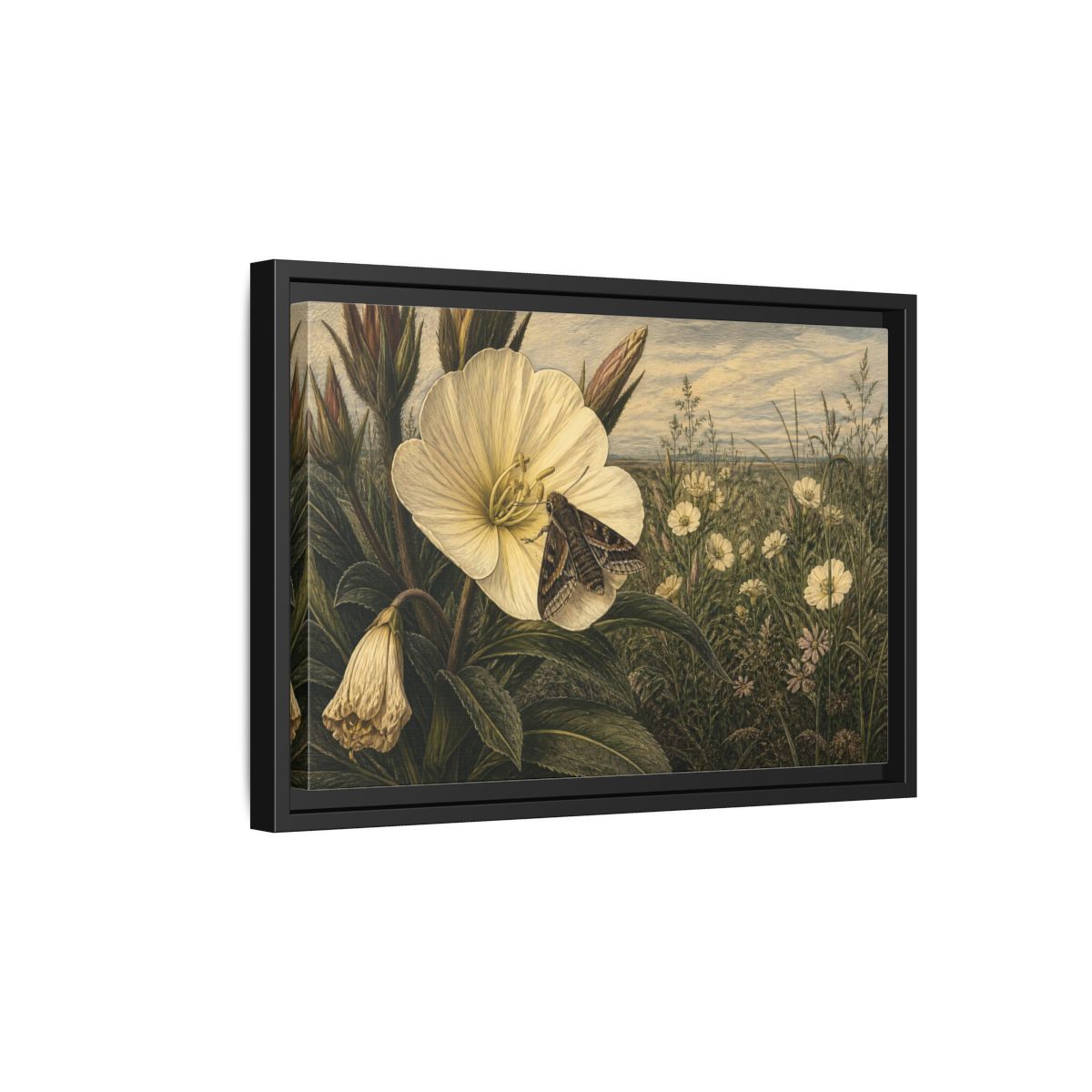 Side Mockup 6. Moth On Evening Primrose shown as framed canvas print